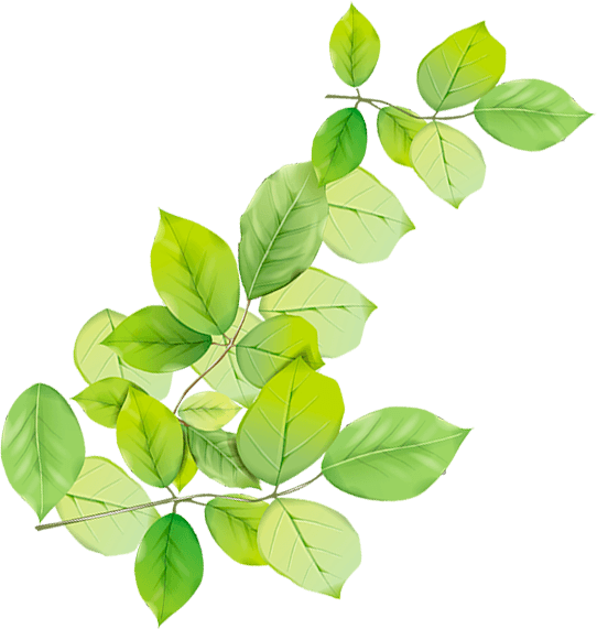 ветка с листьями символ экологии