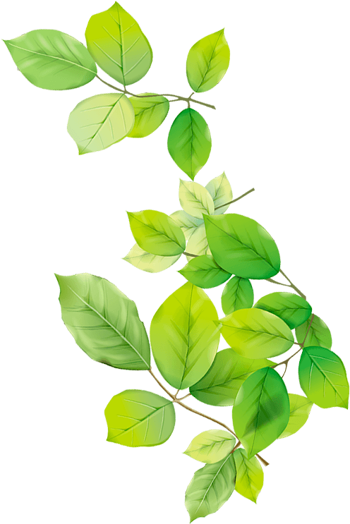 ветка с листьями символ экологии
